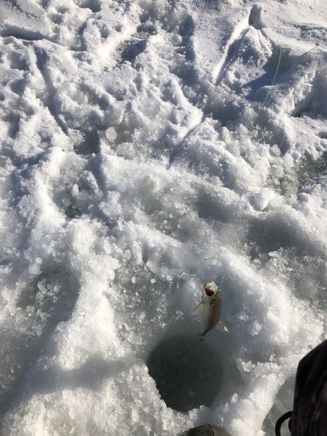 Some essential equipment for ice fishing includes ice augers to drill holes through the ice, fishing rods, ice fishing tackle, and bait. Anglers often use small lures or bait to attract the fish beneath the ice. Ice Fishing Rods, Fishing Rods, Ice Fishing, Fishing Tackle, The Fish, Fishing Rod, The Ice, Russia, Fishing