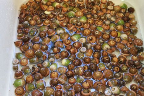 Preparing Acorns for Crafts | ThriftyFun Acorn Top Crafts For Adults, Diy Acorn People, Acorn Top Crafts, Acorn Crafts For Adults, Acorns Crafts, Thanksgiving Table Centerpieces, Acorn Decorations, Acorn Ornaments, Acorn Crafts