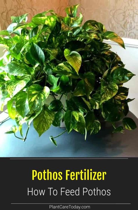 Choosing the best fertilizer for your pothos can be a difficult task. Check out our guide to help you decide what type of fertilizer is right for your Pothos plant. [DETAILS] Plants Toxic To Cats, Pothos In Water, Pothos Plant Care, Cats Plants, Pothos Plants, Toxic To Cats, Plant House, Plant Care Houseplant, Cat Plants