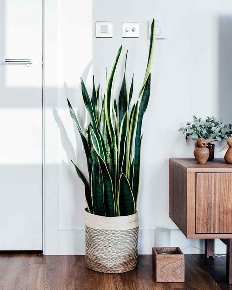 Also known as mother-in-law's tongue or ribbon plant, the snake plant is a tough survivor. #gardening #gardenideas #garden #tips #howtogrow #garden Best Indoor Trees, Best Air Purifying Plants, Tall Indoor Plants, Mother In Law Tongue, Living Room Plants, Indoor Trees, Floor Plants, Best Indoor Plants, Air Purifying Plants