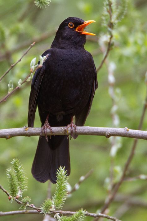 Blackbird | by Kevin B Agar Blackbird Art, Black Bird Tattoo, Photo Animaliere, Parrots Art, British Birds, Black Birds, Vintage Bird Cage, Garden Birds, Bird Quilt