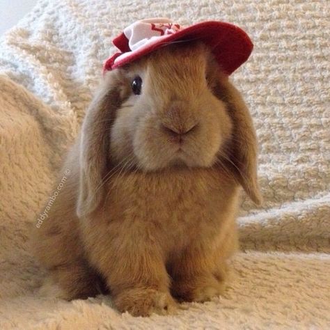 Cutie bunny with red and white baseball hat. Cool Bun, Baby Pandas, White Baseball Hat, Puppy Barking, Fuzzy Wuzzy, Honey Bunny, Instagram Accounts To Follow, All Things Cute, Baby Bunnies