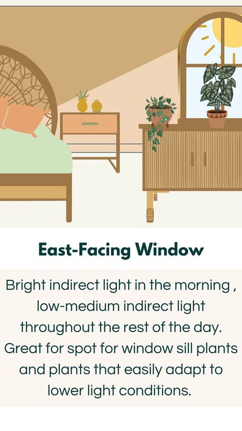 East Facing Window Graphic Best Plants For East Facing Window, Light Levels For Plants, East Window House Plants, East Facing Window Plants, Bright Indirect Light Plants, South Facing Window Plants, East Window Plants, Plants For North Facing Window, East Facing Bedroom