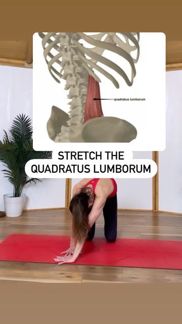 Lara Heimann: Physical Therapist+Yoga Teacher on Instagram: "TRY THESE YUMMY STRETCHES FOR YOUR LOW BACK! 😎 The quadratus lumborum (QL) is a paired muscle that attaches from lower ribs to pelvis and can feel very grumpy when we sit, stand, or move with a tilted pelvis. We have SO many classes in our @lytyogamethod #LYTDAILY online platform that help to improve your posture, flexibility, and core strength! Check out the link in my bio ⬆️ Lmk how these feel for you! ✅SAVE ✅SHARE ✅COMMENT DO Y Tilted Pelvis, Quadratus Lumborum Stretch, Ql Stretch, Quadratus Lumborum, Improve Your Posture, Physical Therapist, Core Strength, Massage Therapist, Yoga Teacher