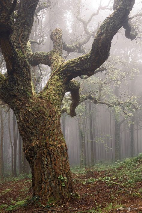 Dark Oak Aesthetic, Oak Forest Aesthetic, Bog Witch Aesthetic, Creepy Woods Aesthetic, Oak Tree Aesthetic, Exile Aesthetic, Jessicacore Aesthetic, Dark Oak Forest, Evelina Core