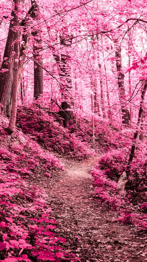 Хотела бы побывать в таком лесу! Красота! Pink Forest, In The Woods, Pink Flowers, Tokyo, Trees, Forest, Japan, Flowers, Travel