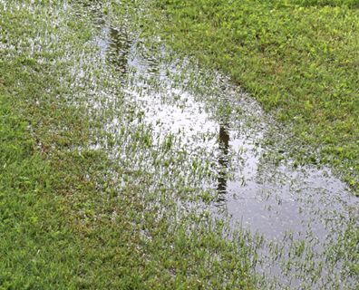 Rain Garden Plants Shade, Rain Garden Design, Landscape Drainage, Yard Drainage, Bog Garden, Outside Plants, Mini Pool, Best Plants, Rain Garden