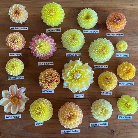 Pompon Dahlias, Dahlia Patch, Acreage Ideas, Yellow Dahlias, Dahlia Flower Garden, Orange Dahlias, Dahlia Varieties, Front Porch Garden, Yellow Dahlia