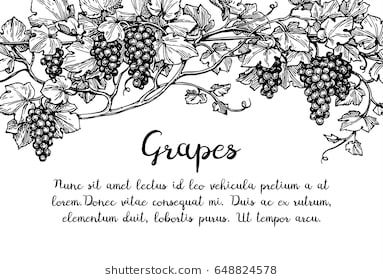 Grape Tree Illustration, Mandala Logo Design, Grape Tree, Leaves Sketch, Flower Watch, Vine Tattoos, Plant Tattoo, Wine Label Design, Hand Drawn Vector Illustrations