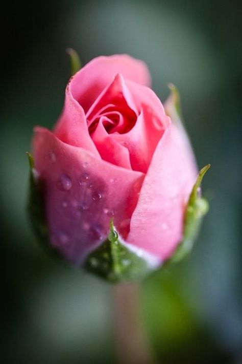 With Valentine’s Day right around the corner, we thought it’d be fitting to share our favorite rose photos found on Pinterest.  Enjoy and Happy Valentine’s Day everyone!       Do you often take photos of roses and other flowers? Check out our tutorials below that may help you improve your flower photographing skills. Macro … Good Morning Rose Images, Rose Foto, Morning Rose, Good Morning Roses, Rose Images, Belle Rose, Colorful Roses, Mini Roses, Rose Photos