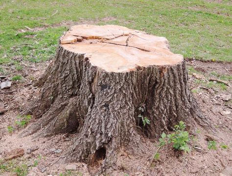 Tree Stump Removal, Tree Removal Service, Stump Removal, Vanellope Von Schweetz, Tree Removal, Tree Service, Montage Photo, Tree Care, Top Soil