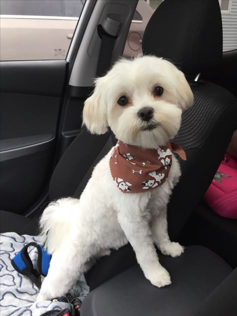 Dog Haircuts Maltese, Yorkie Bichon Haircuts, Malti Poo Haircut, Maltese Dog Haircut, Havanese Short Haircut, Fluffy Dog Haircut, Maltese Short Haircut, Maltese Shih Tzu Haircuts, Maltese Haircut Styles