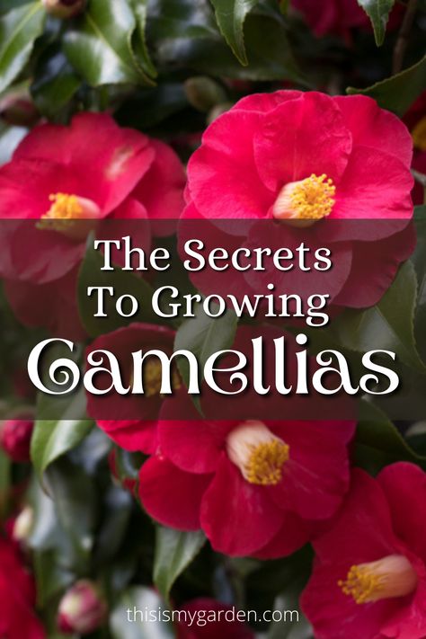 Camellias, whether found in shrub or tree form, are truly magnificent specimens! However, their blooms can be quite finicky to bring out. But with the right growing conditions and by following these few basic tips, you can enjoy this great flowering plant for yourself! Camellia Flower Types, Camilla Plant In Garden, Camelia Garden Ideas, Camelias Landscaping, Camillia Bush Landscape, Camilia Flower Tree, Camilla Plant, Camelia Plant, Planting Camellias