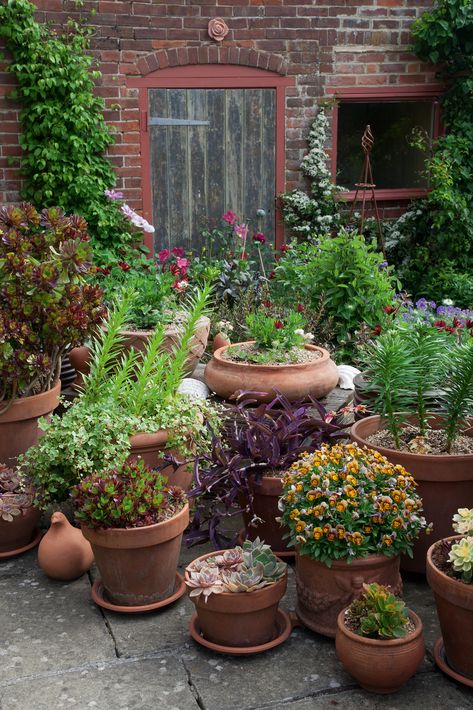 Real garden: a small, hilltop garden is brought to life | Real Homes Jamaican Garden, Pot Display, Garden Planters Pots, Patch Ideas, Small Courtyard Gardens, Container Garden Design, Cottage Garden Plants, Pot Plants, Real Homes