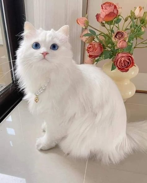 White Ragdoll Cat, White Persian Kittens, Gato Ragdoll, Turkish Angora Cat, Angora Cats, Cat With Blue Eyes, What Cat, Cute Animals Puppies, Cat Breed