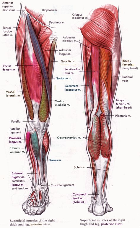 Human Anatomy and Physiology Diagrams: legs muscle diagram Leg Muscles Diagram, Leg Muscles Anatomy, Anatomy Muscles, Muscles Anatomy, Muscle Diagram, Leg Anatomy, Human Muscle Anatomy, Leg Muscle, Stil Masculin