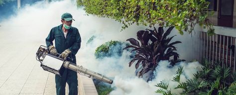 main article image Homemade Fly Traps, Fumigation Services, Mosquito Spray, Carpenter Ant, Bird Netting, Zika Virus, Best Pest Control, Mosquito Control, Fog Machine