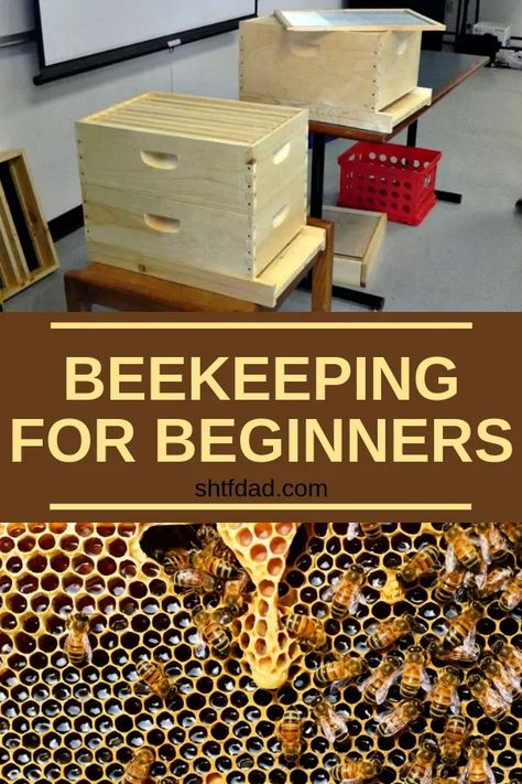 How To Start Beekeeping For Beginners - SHTF DAD Bee Keeping For Beginners, How To Start Beekeeping, Bee Hive Plans, Backyard Bee, Beekeeping For Beginners, Raising Bees, Backyard Beekeeping, Bee Farm, Backyard Farming