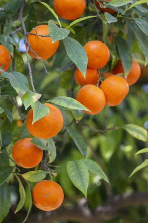 Fruit Trees Photography, Oranges Reference Photo, Orange Branch Photography, Oranges On Tree, Orange Tree Aesthetic, Orange Tree Art, Fruit On Tree, Aesthetic Fruits, Fruits Aesthetic