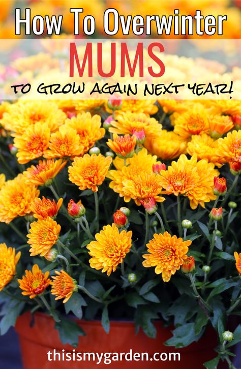 How To Take Care Of Fall Mums, How To Care For Mums Fall, How To Keep Potted Mums Over Winter, How To Keep Mums Over Winter, Growing Mums In Pots, Hardy Mums Perennials, Potted Mums Care, Do Mums Come Back Every Year, Mums Inside House