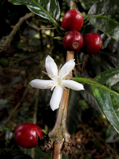 Coffee bean and flower Coffee Bean Plant, Numi Tea, Thanksgiving Coffee, Pageant Costumes, Ethiopian Coffee, Light Roast Coffee, Coffea Arabica, Bean Plant, Coffee Roastery