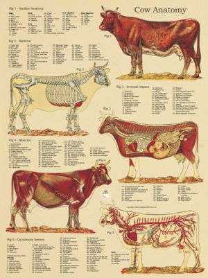 Cow Anatomy Posters Internal Anatomy, الجدول الدوري, Large Animal Vet, Anatomy Poster, Vet Medicine, Vet School, Animal Anatomy, Vet Med, Pet Vet