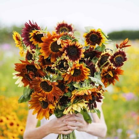 A vibrant mix of lovely "sunset" colors, oranges, reds, yellows and various patterns thereof. Autumn Beauty Sunflowers are reminiscent of seasonal leaves and an interesting alternative to traditional yellow sunflowers. Size: 5 lbs.  Color: Multicolor. Planting Sunflower Seeds, Fall Perennials, Perennial Bulbs, Planting Sunflowers, Orange Sunflowers, Amaryllis Bulbs, Fall Bulbs, Zinnia Flowers, Yellow Sunflowers