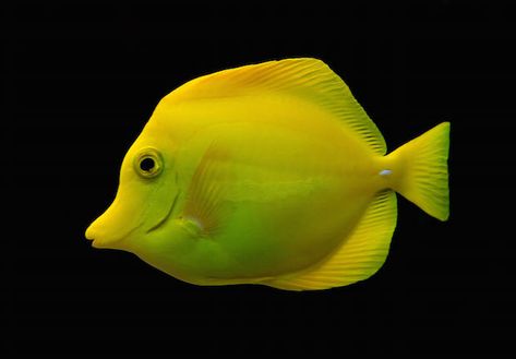 Turbo Aquatics Raises Algae Scrubber to a New Level of Refinement | Reef Builders | The Reef and Saltwater Aquarium Blog Yellow Tang, Dory Fish, Tang Fish, Saltwater Aquarium Fish, Yellow Fish, Marine Fish, Reef Tank, Saltwater Aquarium, Beautiful Fish