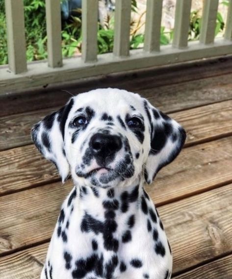 dog, puppy, dalmation, cute, summer, beach, home, decor, aesthetic, vsco, creatures, outdoors, house จีซอง Nct, Dalmatian Puppy, Cute Animals Puppies, Cute Dogs And Puppies, Cute Animal Photos, Cute Creatures, Animal Photo, Cute Little Animals, 귀여운 동물