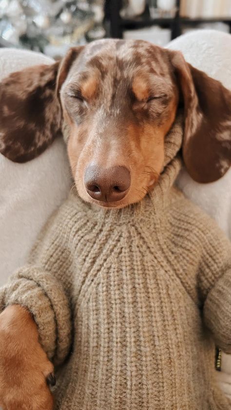 Wrap your little long-bodied pal in warmth this season with our dachshund-specific sweaters! This snuggly dachshund is donning a taupe knit sweater that's just as stylish as it is warm. Perfect for chilly walks or cuddling up on a lazy afternoon, these dog sweaters are tailored for the unique dachshund shape, ensuring your pup stays comfortable and on-trend all winter long. #DachshundClothes #DogSweater #DachshundSweater #WinterPupFashion Dachshund Aesthetic, Dachshund Outfits, Dachshund Dog Aesthetic, Dachshund Astethic, Dachshund In Clothes, Mini Dachshund Clothes, Dachshund Dog Sweaters, Dachshund Sweater, Dachshund Clothes