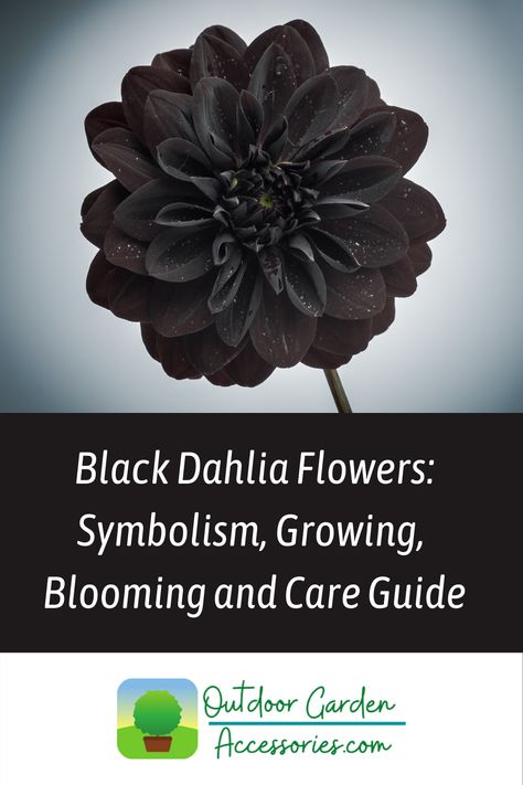 An indepth article explaining everything about growing and care of black dahlia plants and flowers. Dalia Flower Tattoo Black, Black Dahlia Tattoo, Flowers Symbolism, Black Dahlia Flower, Dalia Flower, Flowers Board, Dahlia Tattoo, Flower Symbolism, Luna Tattoo