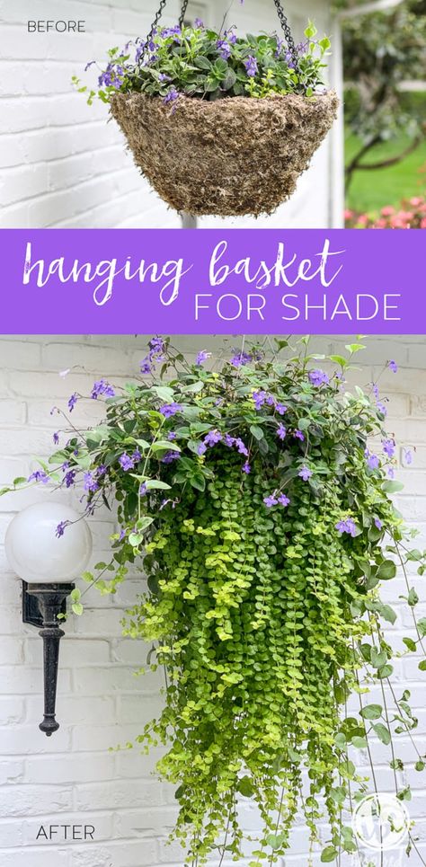 DIY Hanging Basket Plant for Shade #plant #flowers #hangingbasket #shade #container #garden #flowering #combination #hangingflower Lysimachia Nummularia, Hanging Plants Outdoor, Planters Indoor, Basket Plant, Diy Hanging Planter, Planter Diy, Plants For Hanging Baskets, Hanging Flower Baskets, Container Gardening Flowers