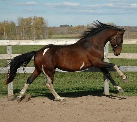 Stunning Horses, Horse Markings, Tennessee Walking Horse, Pinto Horse, Walking Horse, Morgan Horse, Paint Horse, Horse Boarding, Horse Health