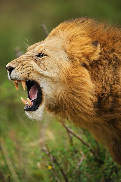 wiilderness Masai Mara Kenya, Lion Sketch, Lion Photography, Beautiful Lion, Lions Photos, Lion Wallpaper, Male Lion, Lion Images, Theme Nature