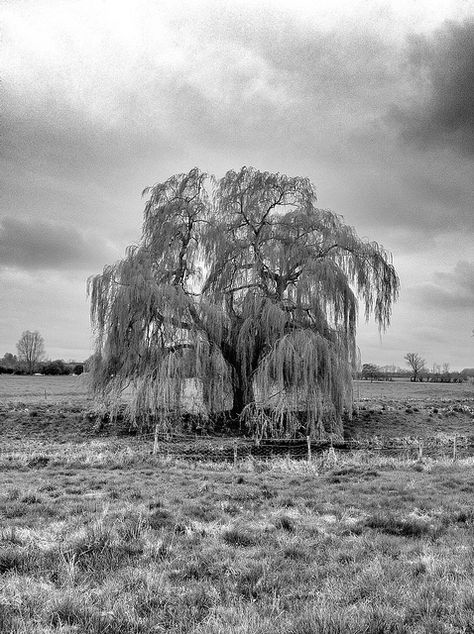 willow tree pictures black and white | Recent Photos The Commons Getty Collection Galleries World Map App ... Willow Tree Black And White, Willow Tree Print, Tree Tracing, Willow Tree Drawing, Desire Painting, Willow Tattoo, Willow Tree Tattoo, Tree Tattoo Back, Willow Tree Wedding