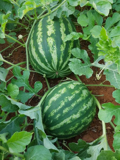 Watermelon Vodka Drinks, Korean Garden, Watermelon Juice Recipe, Watermelon Sangria, Watermelon Dessert, Fruits And Vegetables Pictures, How To Grow Watermelon, Watermelon Water, Watermelon Cocktail