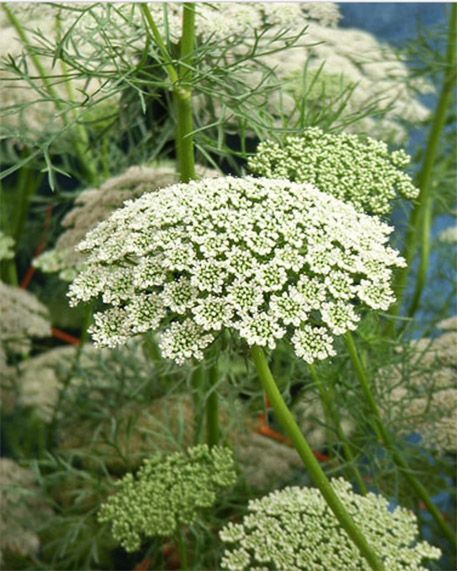 Queen Anne's Lace ○ Attracts beneficial insects such as bees and lady bugs to garden. Plant near pomegranates. Ammi Visnaga, How To Plant Carrots, Carrot Flowers, Queen Anne's Lace Flowers, Daucus Carota, Queen Annes Lace, Organic Seeds, Pretty Plants, All Flowers