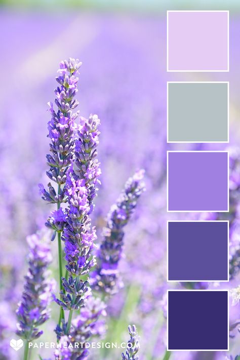 Color Palette: Pleasantly Purple — Paper Heart Design Pastel Lavender Color Palette, Lavender Color Palette, Lavender Interior, Purple Palette, Purple Color Schemes, Purple Color Palettes, Color Lavanda, Aesthetic Color, Color Schemes Colour Palettes