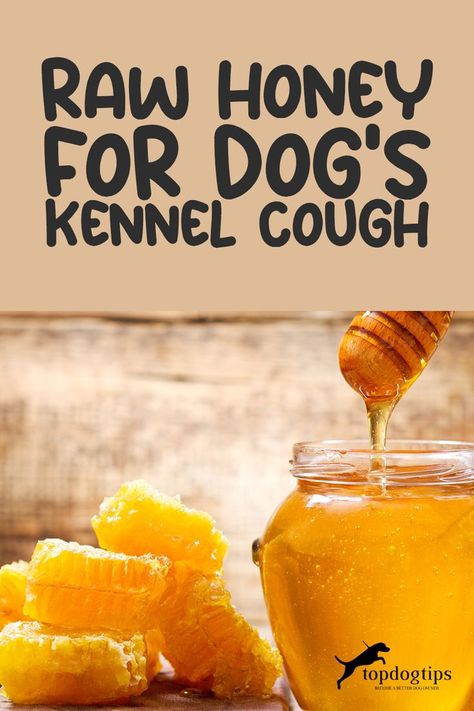 8 Easy and Effective Home Remedies for Kennel Cough in Dogs Dog Cough Remedy, Kennel Cough Remedies Dogs, Kennel Cough Remedies, Dog Cough, Cold Remedy Tea, Baby Cold Remedies, Dog Coughing, Kennel Cough, Toddler Cough Remedies