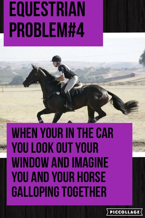 Equestrian Memes, Funny Horse Memes, Horse Girl Problems, Horse Jokes, Inspirational Horse Quotes, Horse Riding Quotes, Equestrian Quotes, Equestrian Problems, Horse Galloping