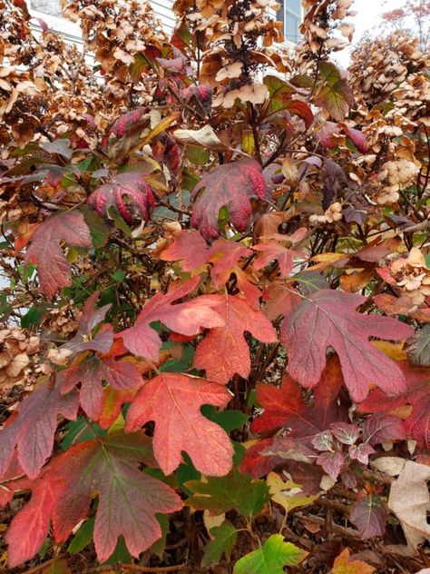 Oakleaf hydrangea red Oakleaf Hydrangea Landscape, Oak Leaf Hydrangea, White Oak Leaf, French Hydrangea, Garden Mum, Hydrangea Quercifolia, Oakleaf Hydrangea, Hydrangea Macrophylla, Autumn Foliage