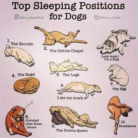 Dog Training At Home, Dog Sleeping Positions, Baby Beagle, Sleeping Drawing, Animal Funnies, The Sistine Chapel, Training At Home, Dog Sleeping, House Training Dogs