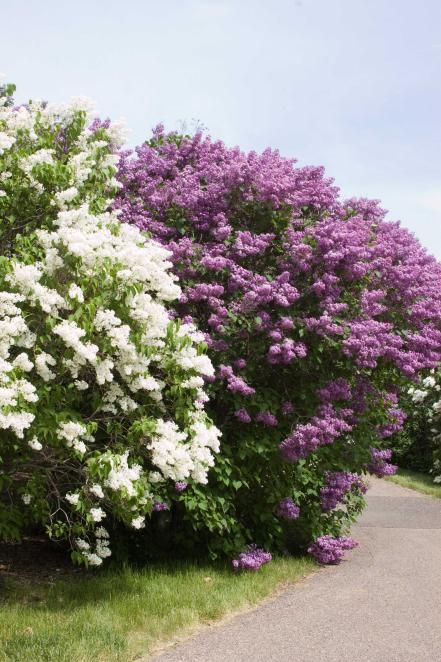 Shade-tolerant shrubs that are grown for their flowers are best planted where a little sun can filter through, such as near deciduous trees or a trellis. Flowering Shrubs For Shade, Lilac Syringa, Lilac Varieties, Full Sun Shrubs, Shrubs For Landscaping, Shade Shrubs, Mount Baker, Syringa Vulgaris, Flowering Bushes