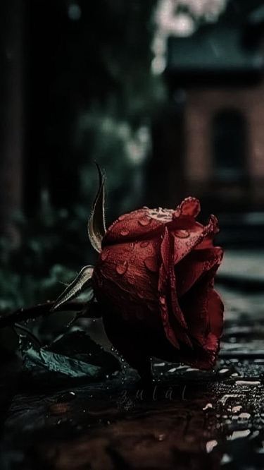 Silent Vows, Dark Red Roses, Cute Backgrounds For Phones, Rosé Aesthetic, Cover Wallpaper, Flower Iphone Wallpaper, Moon Photography, Flower Art Images, Rose Rouge