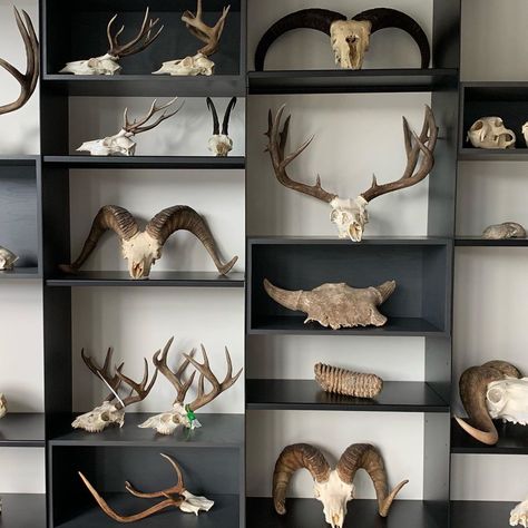 Steven Rinella on Instagram: “Populating a big new display case that we just had installed in our house. Looks pretty good so far. @MeatEater #fueledbynature” Hunter Trophy Room, Animal Trophy Room, Hunting Trophy Display Ideas, Deer Skull Display, Animal Skull Display, Steve Rinella, Duck Mounts Taxidermy, Taxidermy Wall Display, Trophy Rooms Hunting