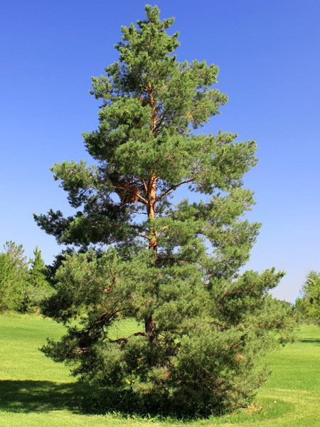 Scot Pine Tree, Scots Pine Tree, Christmas Tree Varieties, Windbreak Trees, Tree Meanings, Draw Trees, Plant Palette, Scots Pine, Privacy Trees