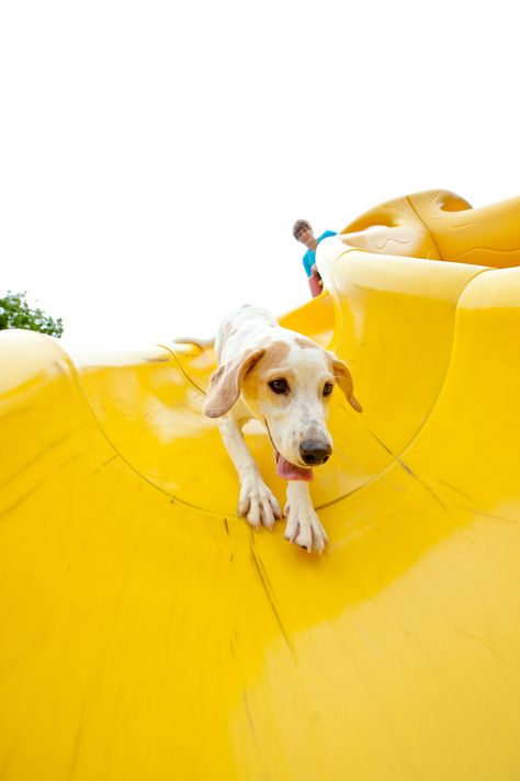 Doggy on slide Dog Slide, Yellow Sunshine, Adorable Dogs, Pet Photography, Go Out, Animal Photography, To Meet, Pool Float, Brave