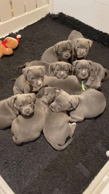 English Staffordshire Bull Terrier Puppy, Grey Staffy Puppy, American Staffy Puppies, Blue Staffordshire Bull Terrier, Amstaff Blue, English Staffy Puppies, Cute Staffy, Staffordshire Bull Terrier Puppy, Staffie Puppies