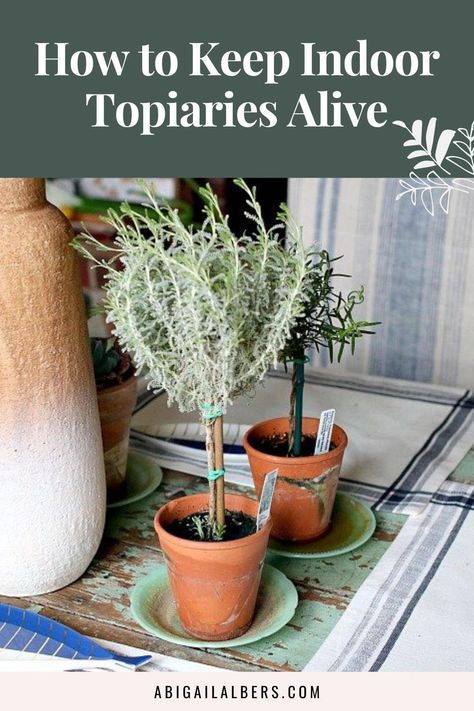 How To Make A Rosemary Topiary, Indoor Topiary Plants, Rosemary Topiary Diy, Myrtle Topiaries, Potted Rosemary, Lavender Topiary, Indoor Topiary, Rosemary Topiary, Patio Garden Bed