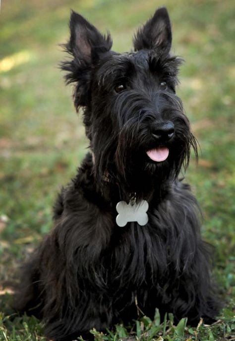 Scottish Terriers...second favorite dog breed. Must have one at some point. Cute Dogs And Cats, Scotties Dog, Scottie Terrier, Dogs Stuff, Dogs Breeds, Scottie Dogs, Scottish Terriers, About Dogs, Australian Shepherds